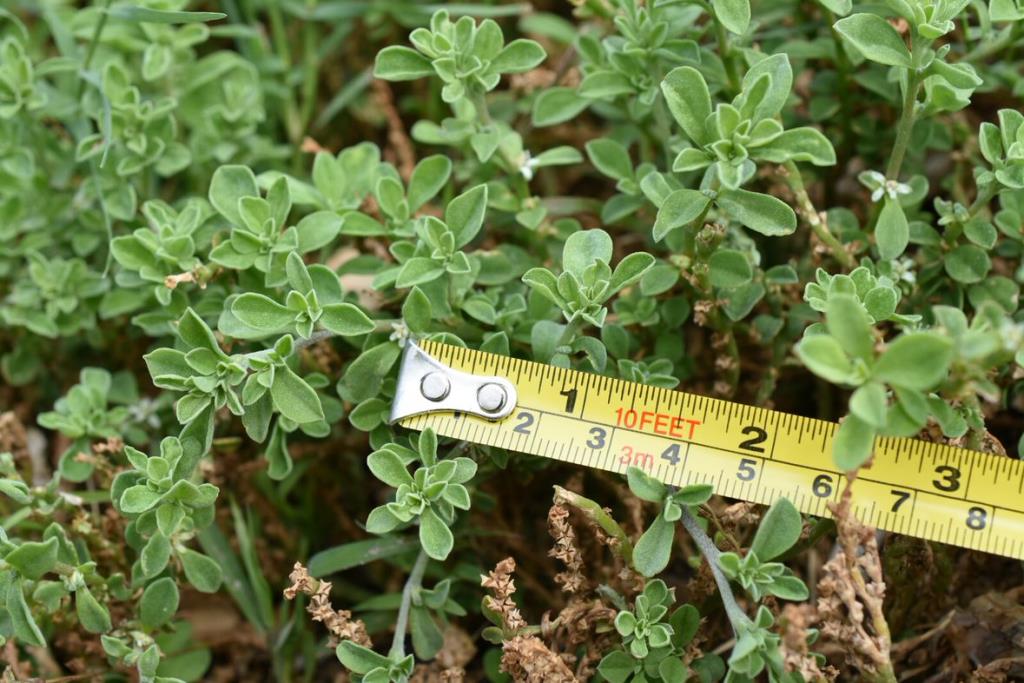 Galenia has very small, succulent, oval or spoon shaped, leaves.