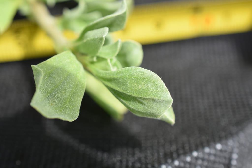 The young galenia leaves are covered in white hairs.