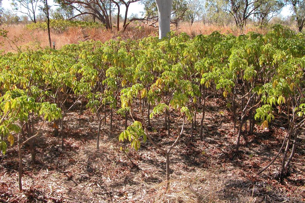 Bellyache bush is an upright woody shrub.