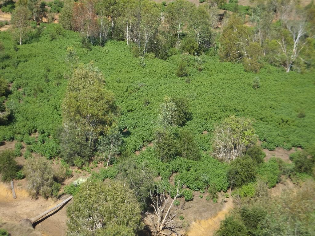 An aerial view of a very dense infestation of bellyache bush in the Northern Territory. 