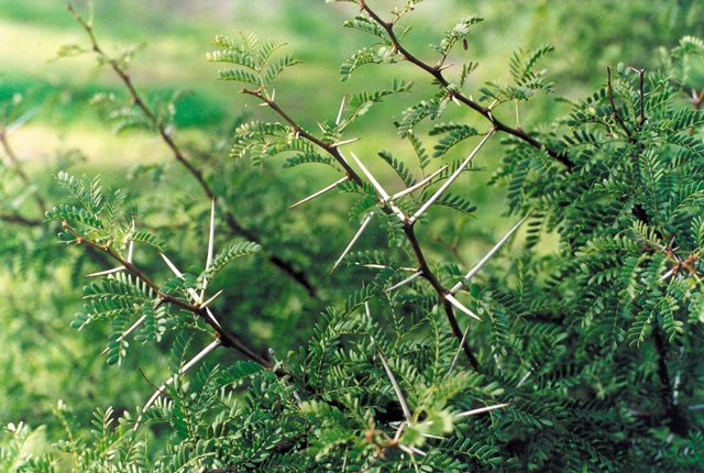 Karroo thorn leaves have  8–20 pairs of leaflets.