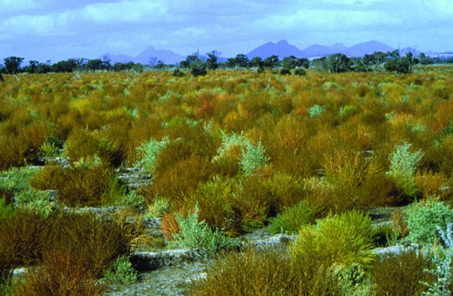 Kochia plants turn yellow-brown as they mature.