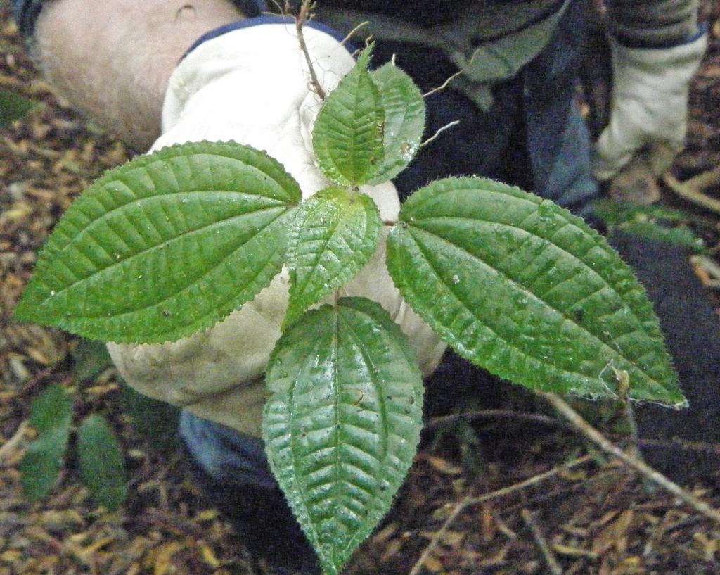 Koster’s curse leaves are 5-14 cm long.
