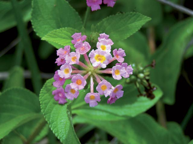 Close up pink flowered lantana with spearhead shaped green leaves