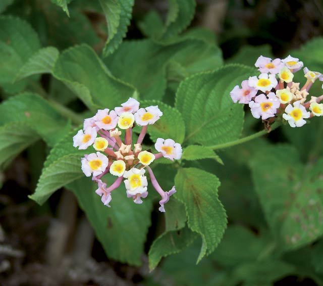 Close up of white flowered lantana with egg-shaped green leaves