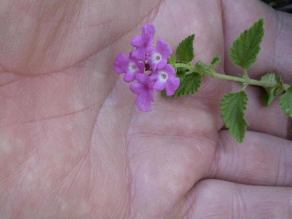 Creeping lantana has small flowers and leaves (2-3 cm).
