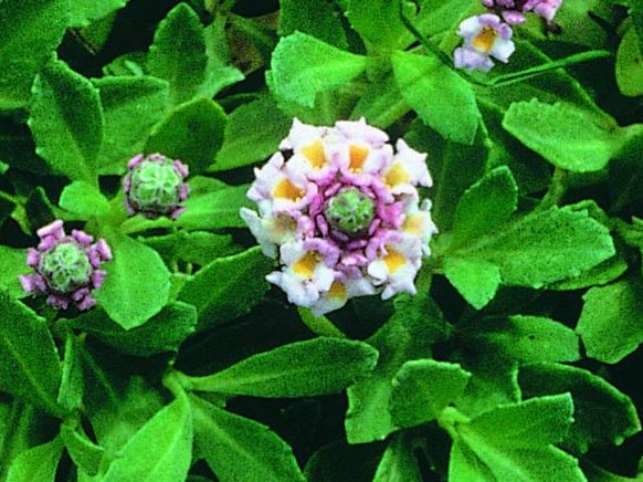 Lippia flowers are small, 5–10 mm across, lilac or pink in colour. Leaves occur in pairs. 