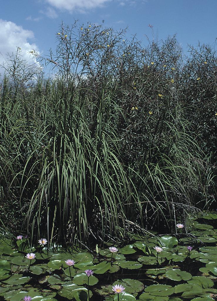 Long leaf willow primrose infestation in wetland