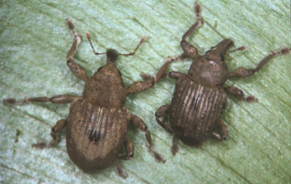 Water hyacinth infestations can be reduced by using biological control agents such as these weevils - Neochetina species.