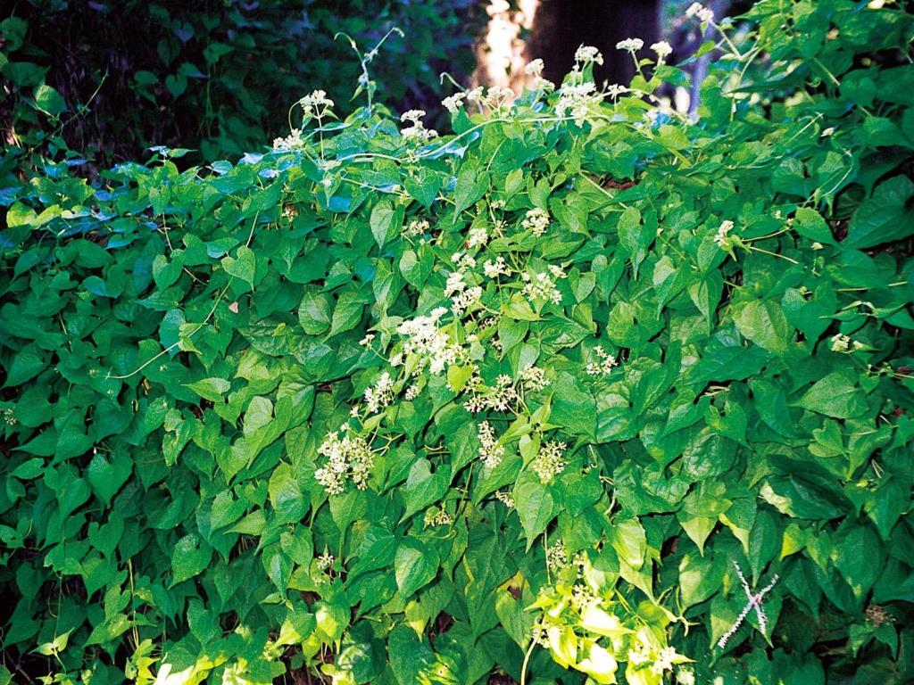 Mikania vine smothering existing vegetation.