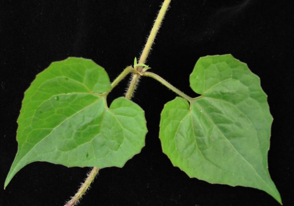 Mikania vine leaves are in opposite pairs along the stem.