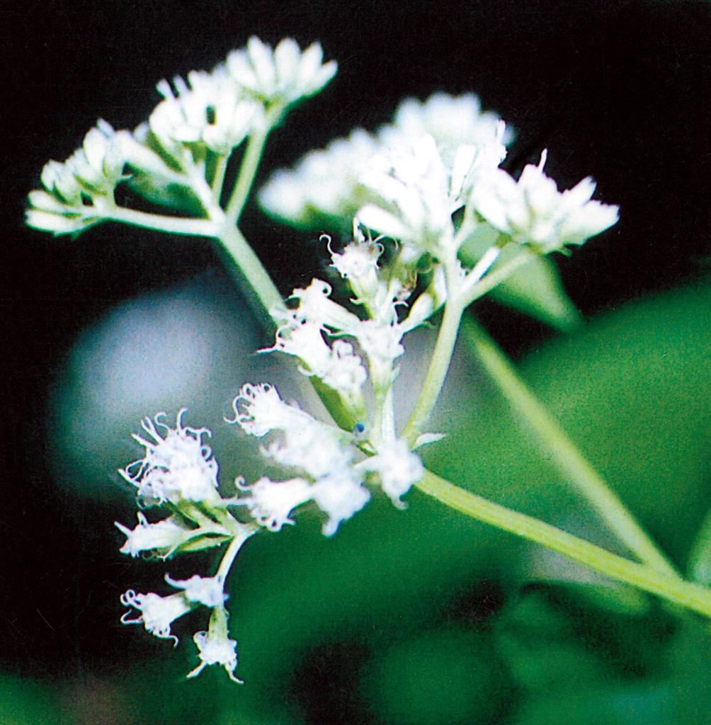 Mikania vine flowers are white or cream coloured.