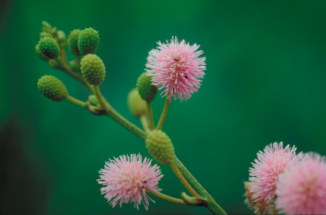 Mimosa flowers are pink-mauve and are mostly present the wet season.