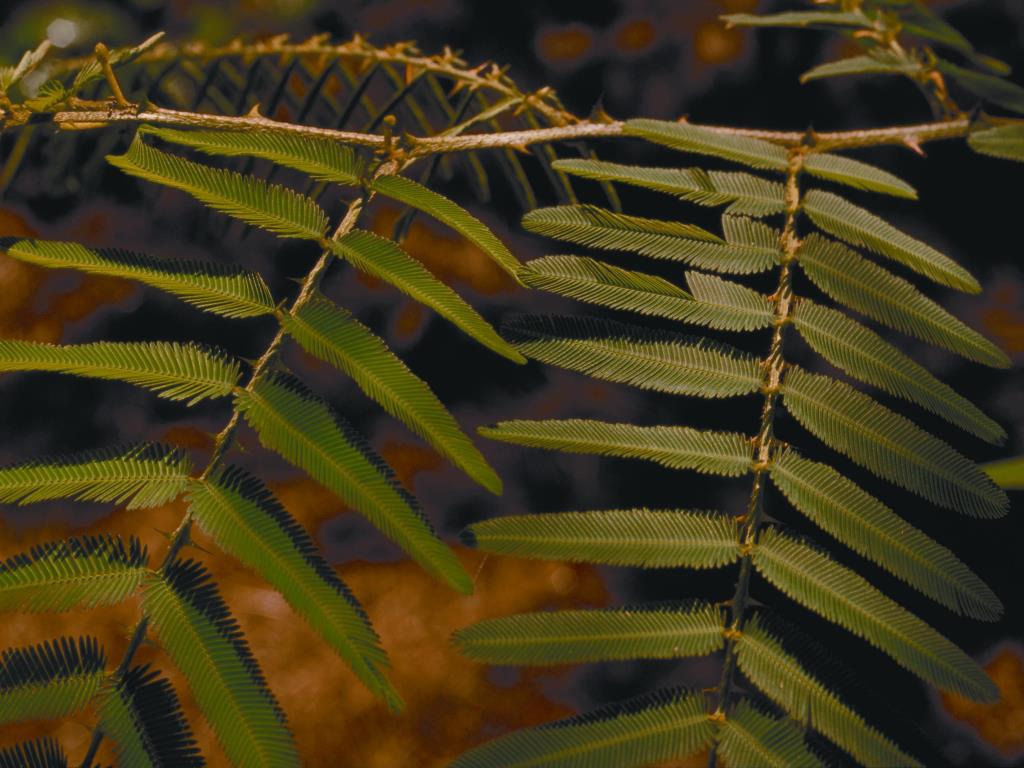Mimosa leaves. 