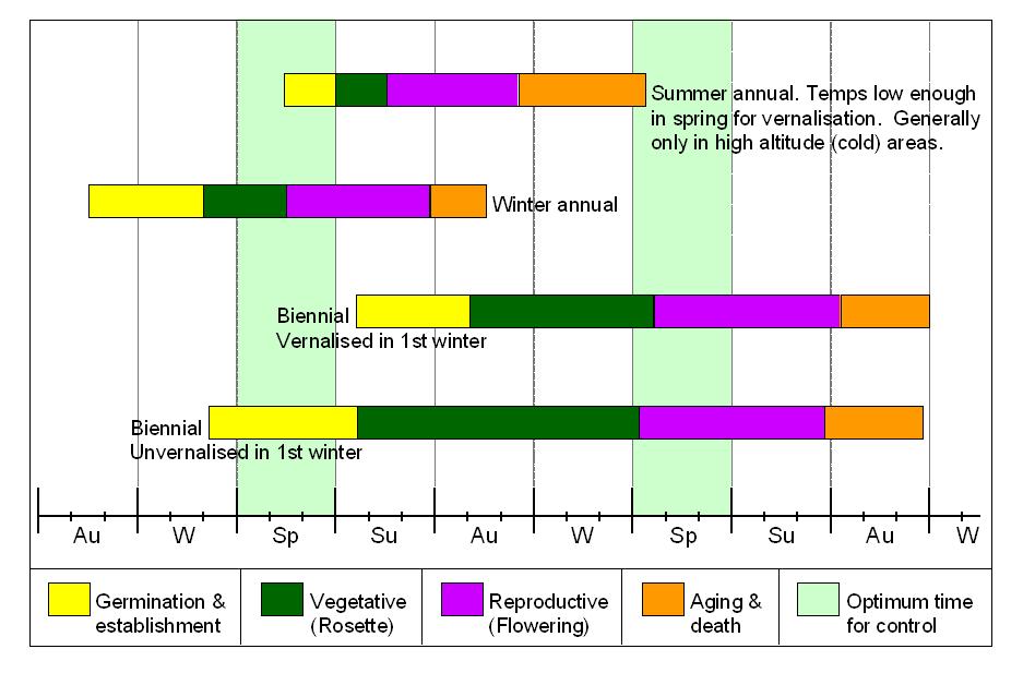Life cycles displayed by nodding thistle. Adapted from Medd RW, 1986.