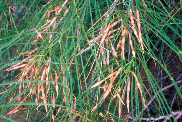 Parkinsonia pods and leaves.