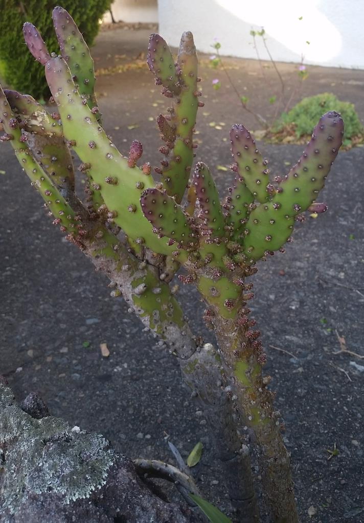 There are cultivated forms of smooth tree pear including this variation Opuntia monacantha var. monstrosa