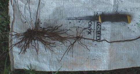 Asparagus fern crown and rhizome