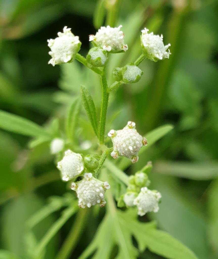 Parthenium weed flowers have five points.