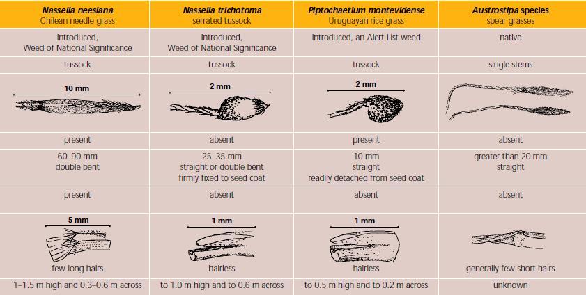 Comparison of Uruguayan rice grass with similar grasses