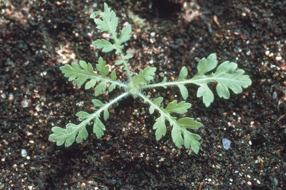 Parthenium weed at 6 leaf stage. 