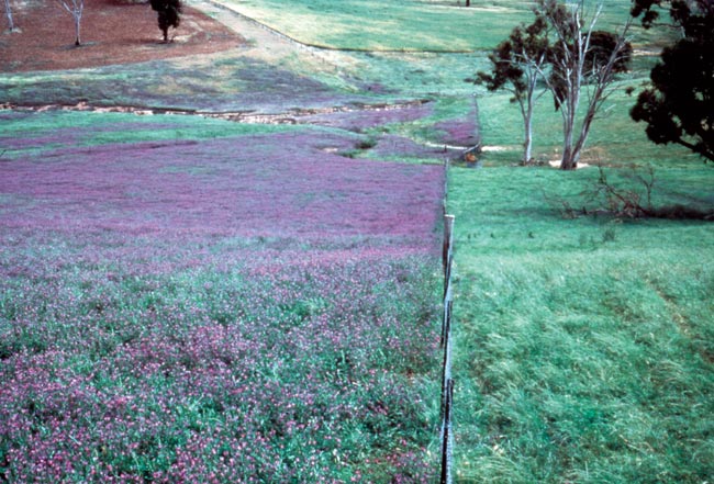 Paterson’s curse can be controlled on your property using an integrated weed management strategy.