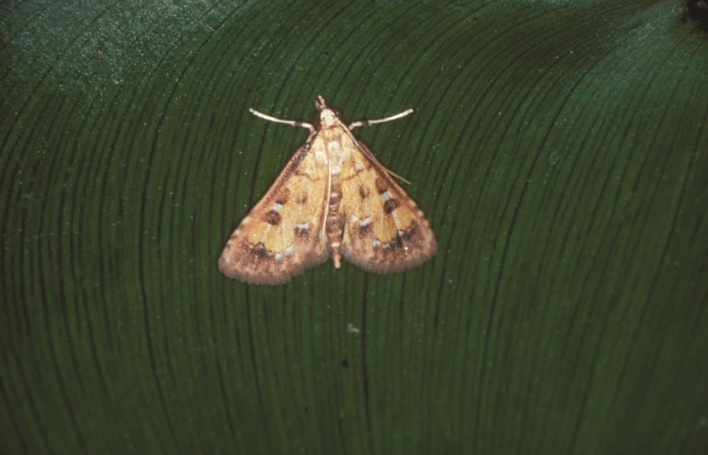 Water hyacinth moth - Niphograpta albiguttalis