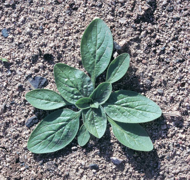 Paterson’s curse rosette. Note leaf shape and distinct branched veins. 