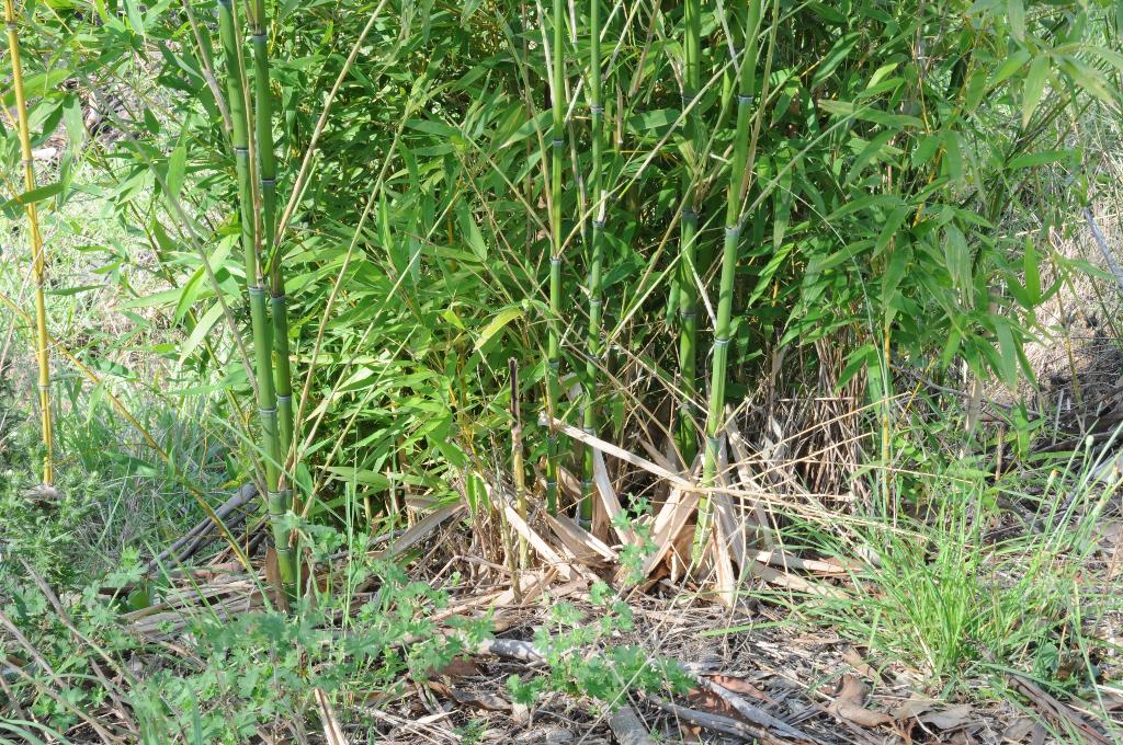 Phyllostachys aurea - Golden Bamboo
