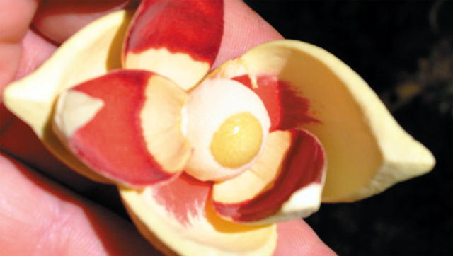  Pond apple flowers have 3 inner and 3 outer petals that are yellow with red markings.