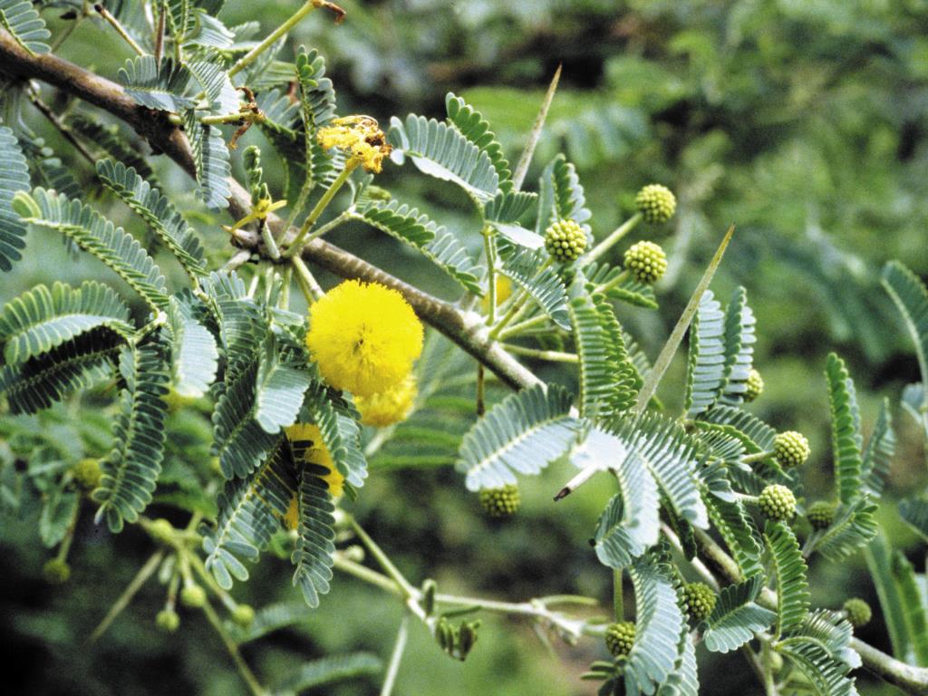 Prickly acacia has ball-shaped, fluffy yellow flowers.