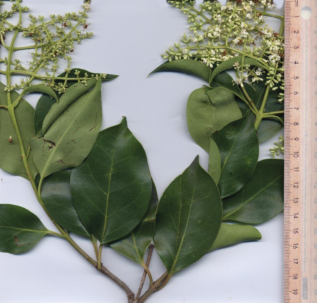 Broad-leaf privet leaves are oval shaped, up to 12 cm long and 6 cm wide.  The creamy flowers are less than 1 cm long.