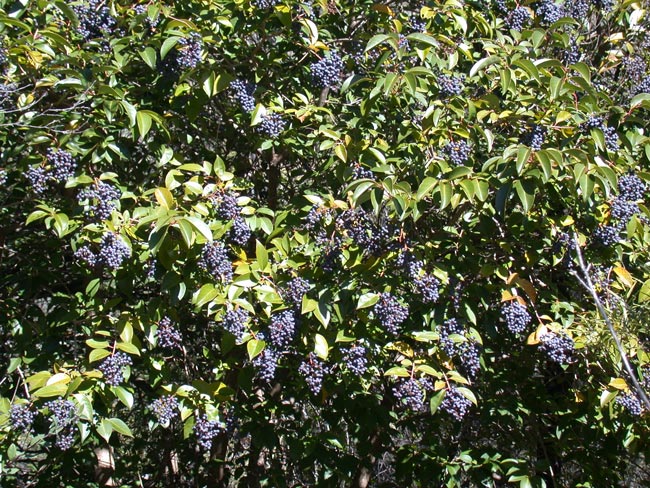 Broadleaf privet trees can produce hundreds of thousands of seeds which can be spread by birds.