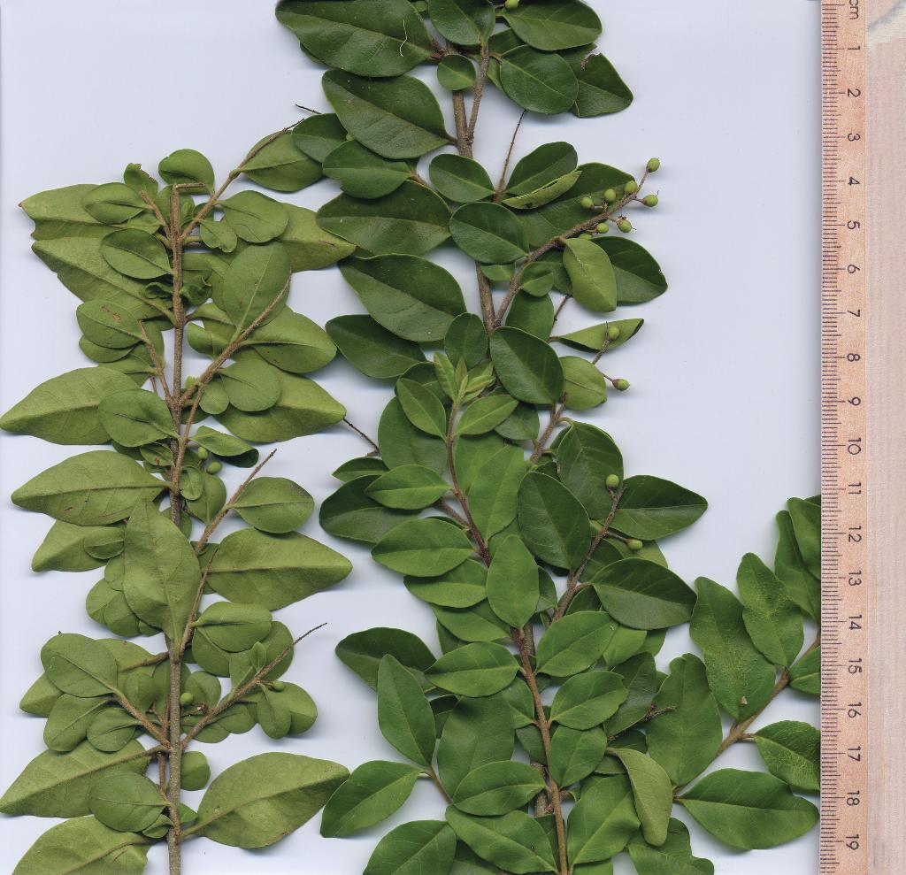 Narrow-leaf privet leaves are 1-7cm long and up to 3.5cm wide.