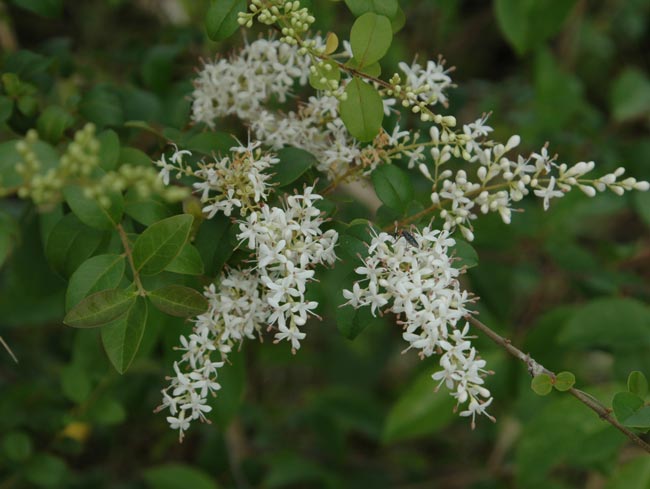 Narrow-leaf privet flowers have mauve to purple anthers. 