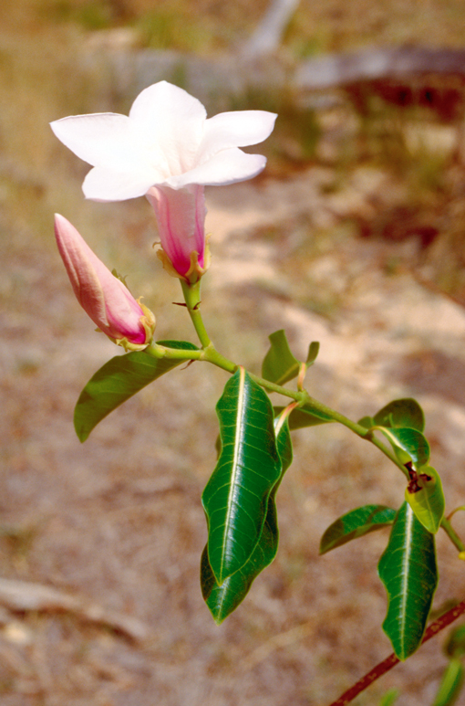Rubber vine flowers are trumpet-shaped with five light-purple, pink or white petals.