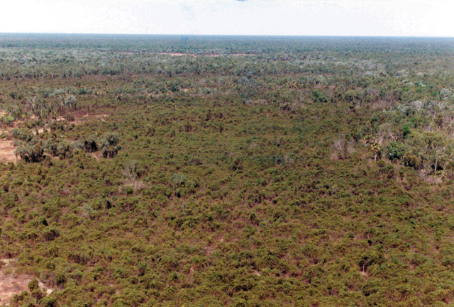 A rubber vine infestation in Queensland covering an estimated 700 000 ha in 1991.