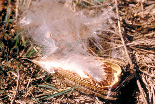 Rubber vine seed pod showing seeds with tufts of hairs to assist dispersal.