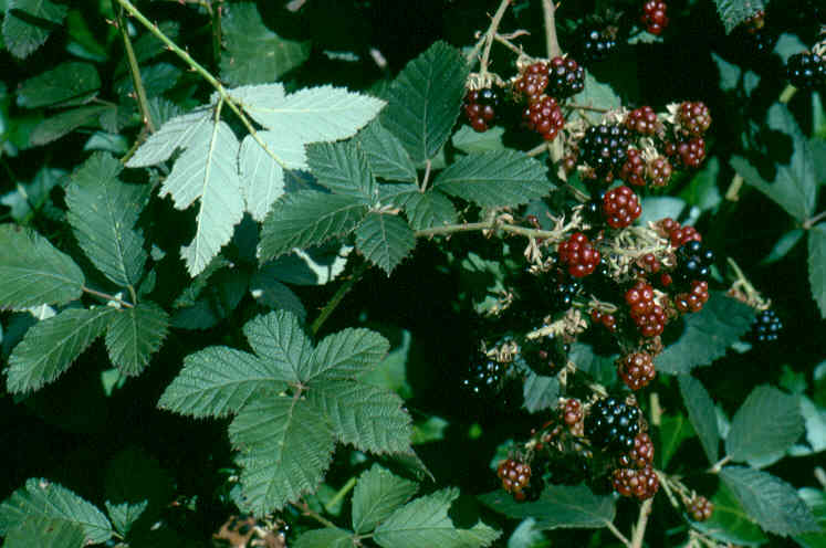 Red and blue-black blackberry fruit, and serrated green leaves