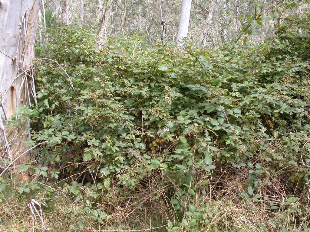 Blackberry infestation blocking access into bushland