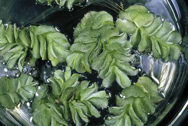 Salvinia fronds grow in pairs.