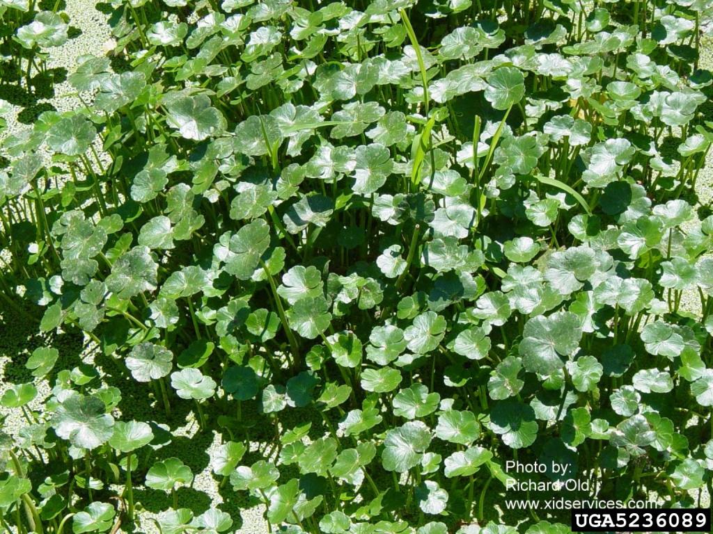 A dense infestation of hydrocotyl.