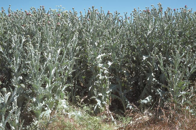 Scotch thistles grow to two metres. Dense infestations can prevent movement of vehicles or stock.