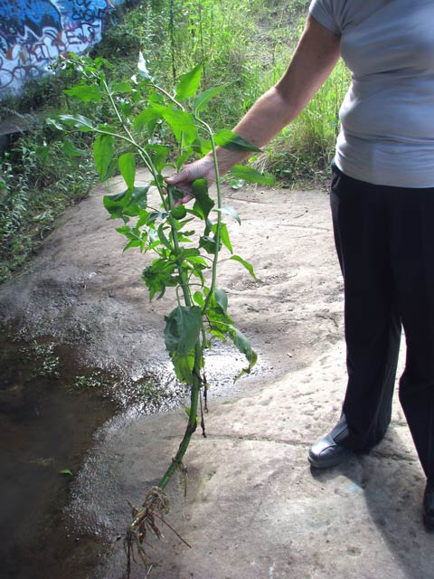 Common size of Senegal tea plants. 