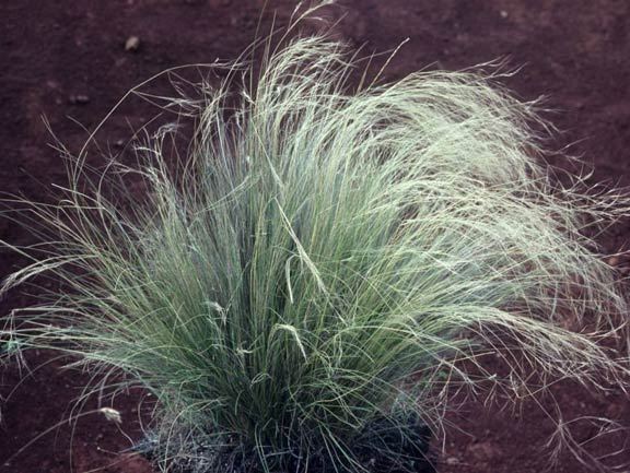 Clumpy serrated tussock plants grow about 45 cm high