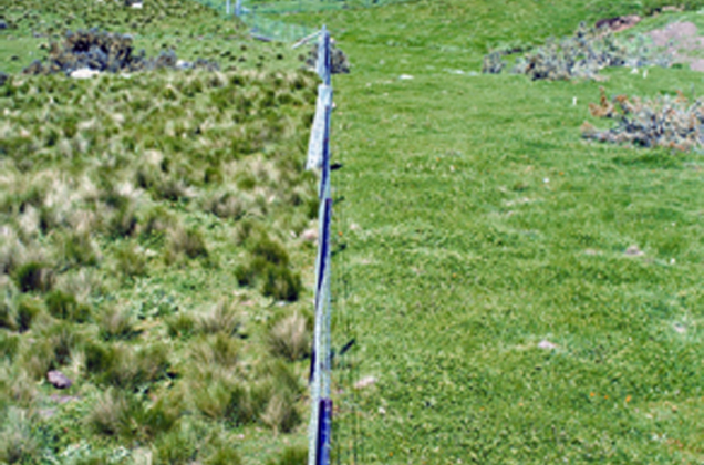 A newly established pasture on the right of the fence, clumps of serrated tussock on the left