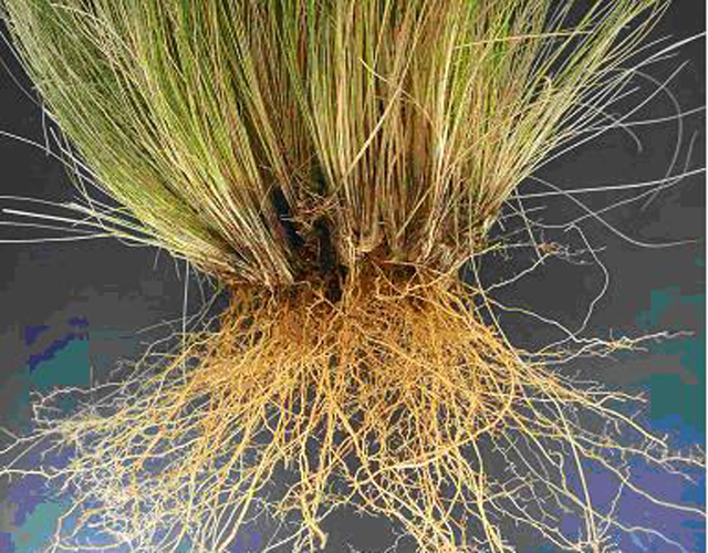 Serrated tussock has a fibrous root system