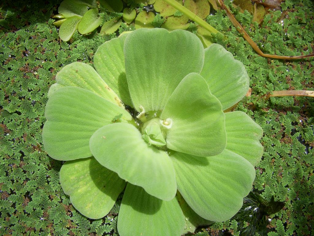 Whitish-green flowers are hidden in the centre of the plant at the base of the ribbed leaves. 