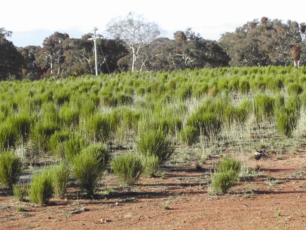 Sifton bush can rapidly colonise native pastures. 