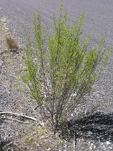 Sifton bush plant growing on a roadside. 